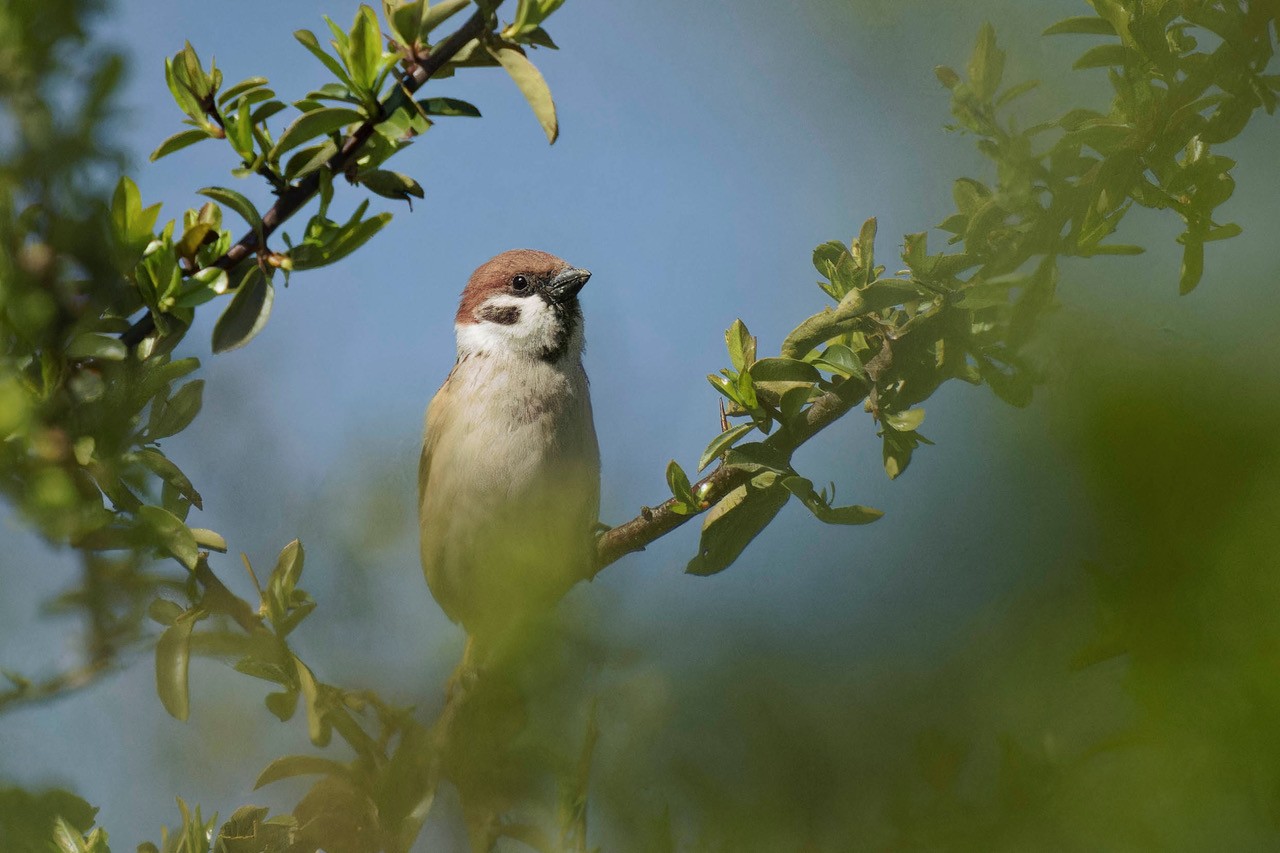 Devenez « Sentinelles des Friquets » !